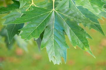 Green Leaves of Pltatanus oreintalis tree in sunset light