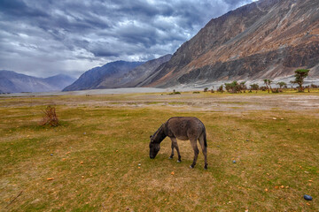Wild Ass at Ladakh, India.