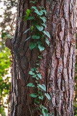 Straight trunks of evergreen pine trees in spring