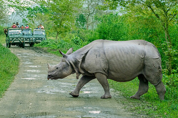 Rhinoceros crossing the road
