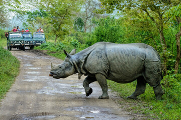 Kaziranga National Park and the famous Indian one horned Rhinoceros 