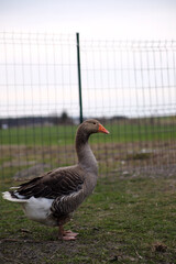 Gąska chodzi po gospodarstwie i skubie trawkę