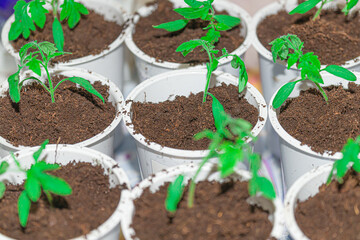 tomato sprouts in plastic pots