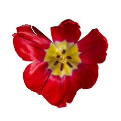 red tulip isolated on white background