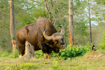 Indian Gaur 