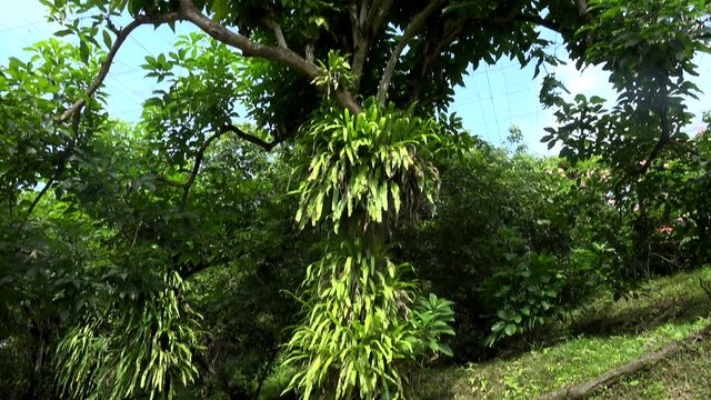 amazing jungle wild tree and vegetation surround it.