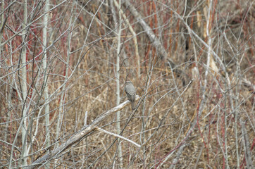 A Small Grey Bird on some Branches