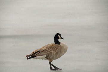 Canada Goose on the Ice