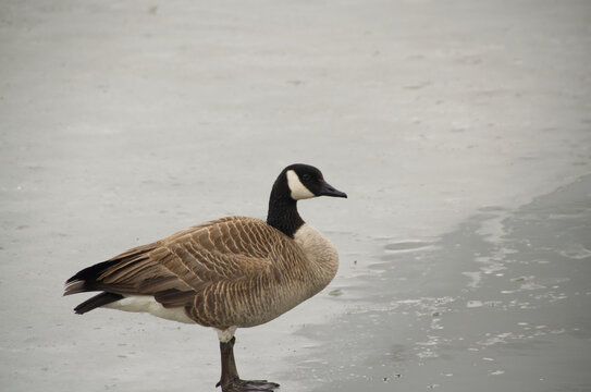 Canada Goose on the Ice