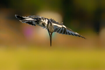 Grey heron landing on a beach.