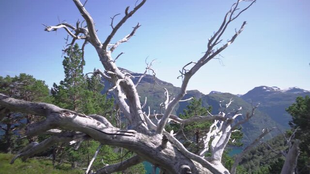 Dead tree on the mountain top, Silver grey old wood