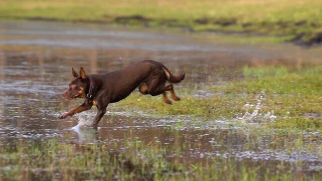 Red and tan dog dashing from sit, running through shallow water, slowing down to wade. Slow motion tracking shot, golden hour.