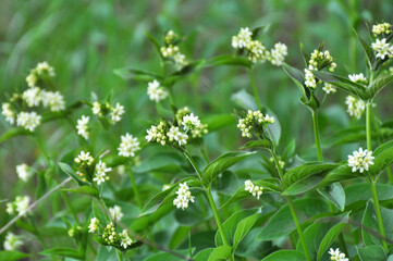 In spring, Vincetoxicum hirundinaria blooms in the forest