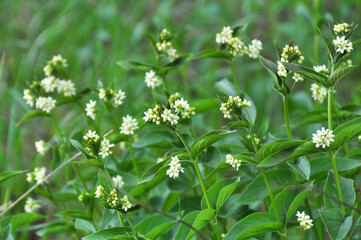 In spring, Vincetoxicum hirundinaria blooms in the forest