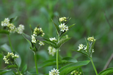 In spring, Vincetoxicum hirundinaria blooms in the forest
