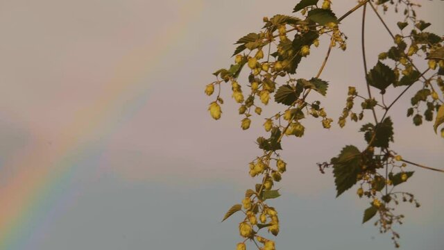 Flowering Hops Vines Against Beautiful Sky With Rainbow During Daytime. - Rack Focus Shot of hop plant beer brewing ingredients