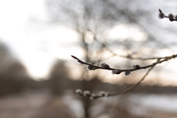 Fototapeta na wymiar Willow buds on a tree.