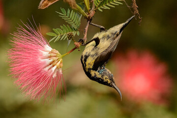 Grey heron landing on a beach.