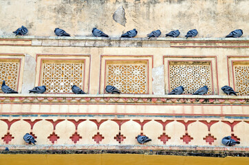 historical building and pigeon abstract photo