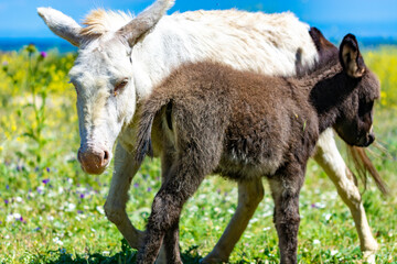 albino donkey and its puppy in asinara island