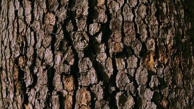 Texture of tree trunk in the forest
Close up of texture of an old oak tree bark.
