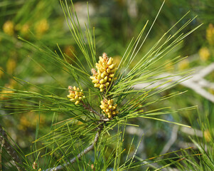 Unripe fruits of a green pine or Pinus Pinaster tree with many pine needles