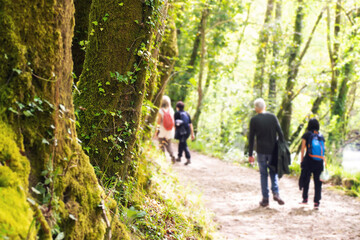 friends unfocused in trekking walking with backpacks along the forest path  , focus in foreground