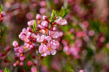 Prunus tenella dwarf Russian Almond pink flowers in bloom, beautiful ornamental plant in bloom