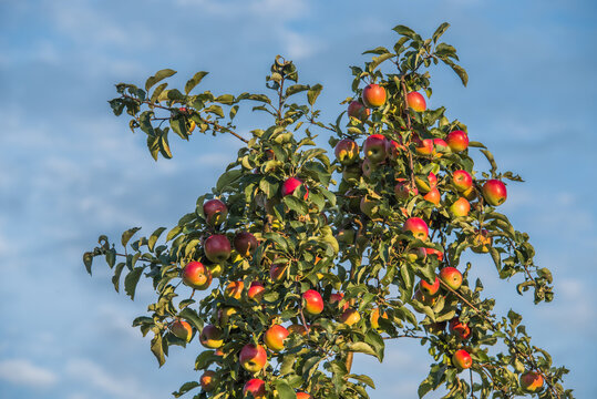 Apple tree with a large harvest of apples against the background of a cloudy sky.