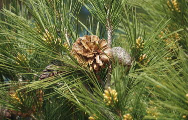 A cone in a canopy of green pine between pine needles