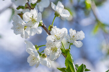 Obraz premium Prunus cerasus flowering tree flowers, group of beautiful white petals tart dwarf cherry flowers in bloom