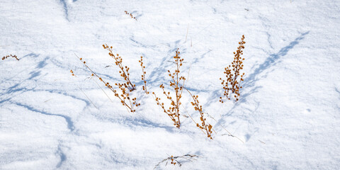 Dry grass blades in the Tazheran steppe