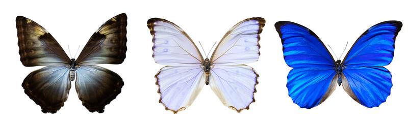 Set of butterflies of different colors with outstretched wings isolated on white background.