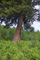 Douglas fir tree