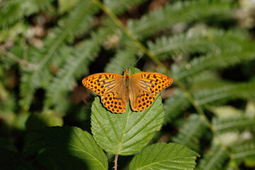 A Silver-washed Fritillary resting on Bramble leaves.