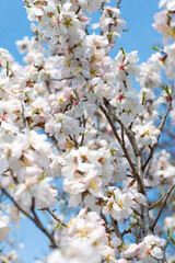Obraz premium Sakura flowers close-up. On the branches beautiful delicate white and pink flowers against the blue sky.Natural spring background. Selective focus