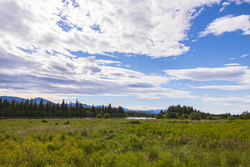 Fototapeta na wymiar Hidden Meadow, Glacier National Park, Montana