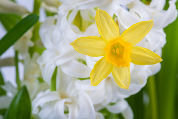 Spring daffodil flower macro view