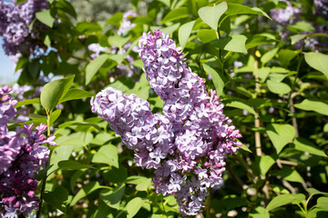 Lilacs in bloom in spring. Flower photography