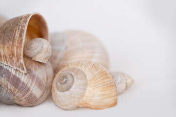 Eine Gruppe von Schalentieren, Schneckenhäuser und Muscheln auf einem neutralen Hintergrund