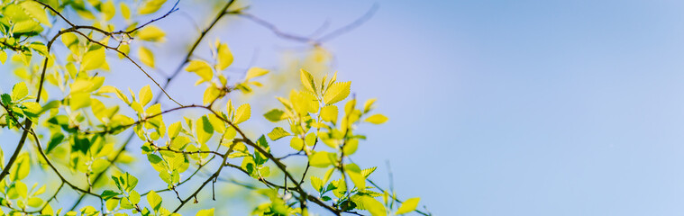 Beautiful panoramic spring scenery with green leaves on blue sky