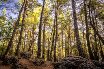 Koprulu Canyon National Park. Coniferous forest in the Tazi Canyon area. Manavgat, Antalya, Turkey.
