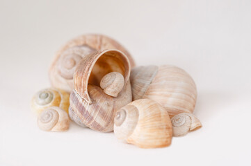 Eine Gruppe von Schalentieren, Schneckenhäuser und Muscheln auf einem neutralen Hintergrund