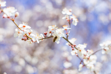 A bee pollinates a sakura flower on a branch. Spring blossoming of trees, aroma and fragrance of nature