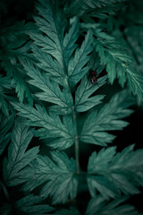 Natural green leaves with fly .