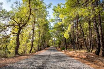 Koprulu Canyon National Park. A winding forest road stretching into the distance surrounded by pine trees. Manavgat, Antalya, Turkey.