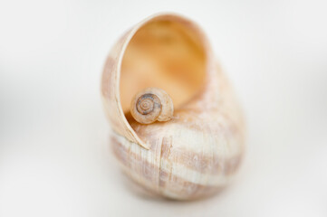 Eine kleines Schneckenhaus liegt auf einem großen Schneckenhaus