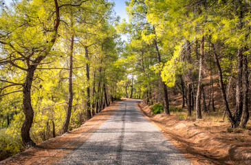 Koprulu Canyon National Park. A winding forest road stretching into the distance surrounded by pine trees. Manavgat, Antalya, Turkey.