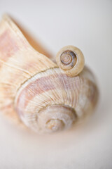 Eine kleines Schneckenhaus liegt auf einem großen Schneckenhaus