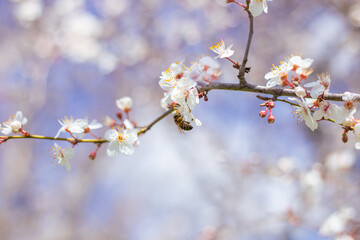A bee pollinates a sakura flower on a branch. Spring blossoming of trees, aroma and fragrance of nature